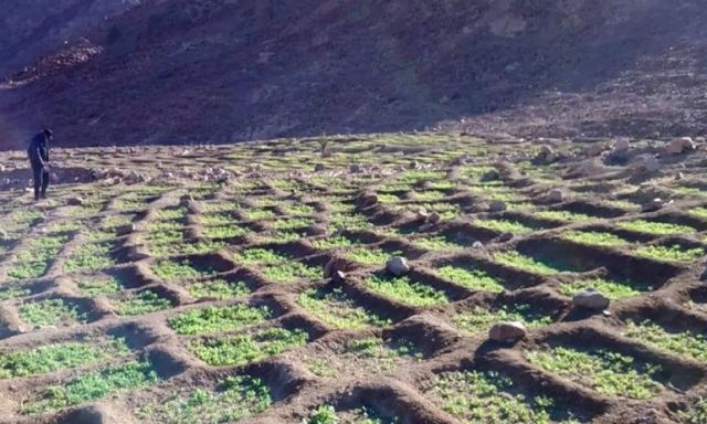 الأجهزة الأمنية بجنوب سيناء تنجح فى إبادة 2 فدان منزرعة بنبات الخشخاش المخدر