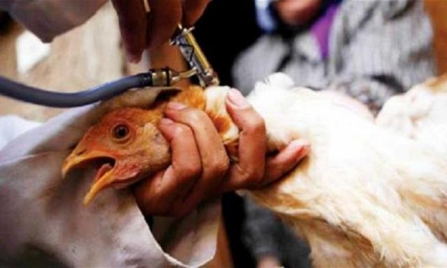 الصحة العراقية تعدم 700 ألف دجاجة تخوفا من انفلونزا الطيور
