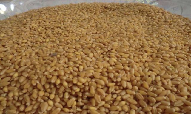 ”زراعة دمياط” تورد 7 آلاف طن القمح