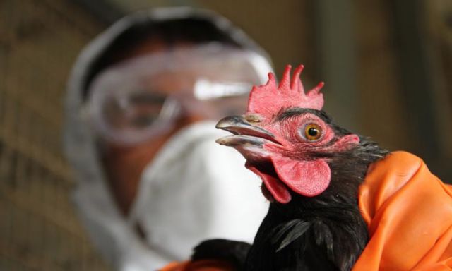 حالة جديدة مصابة بانفلونزا الطيور في الدقهلية