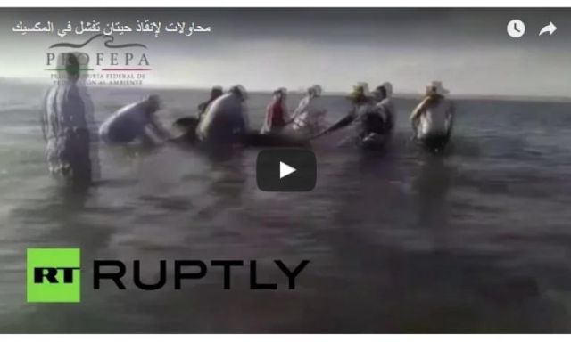 بالفيديو .. محاولات فاشلة لإنقاذ 24 حوت بأحد الشواطئ المكسيكية