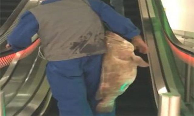 كويتي يدخل مول تجاري معلقا سمكة ضخمة في رقبته