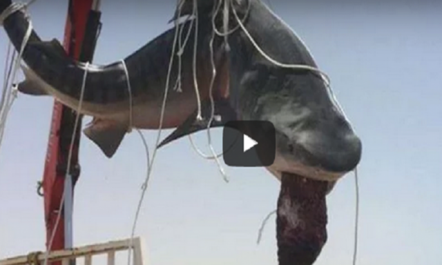 بالفيديو .. صياد سعودي يستعين بـ”ونش” لرفع سمكة قرش قام باصطيادها