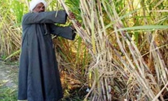 ”قومى الفلاحين ” يطالب الحكومة بصرف مستحقات مزارعى القمح قبل رمضان وزيادة سعر قصب السكر