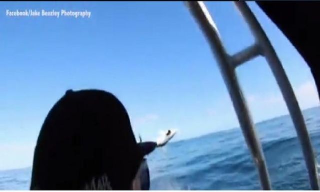بالفيديو.. بريطانى يسجل قفزة سمكة قرش في الهواء