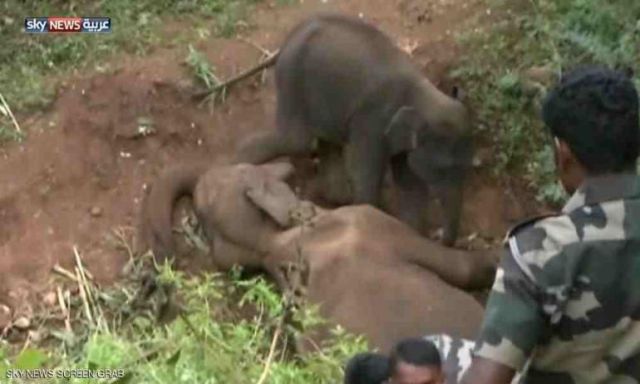 فيل صغير يحمي ”جثة أمه”