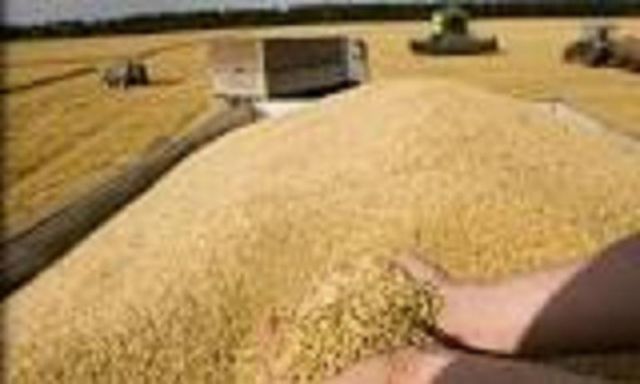 السلع التموينية: شراء 180 ألف طن من القمح الروسي فى مناقصة عمومية