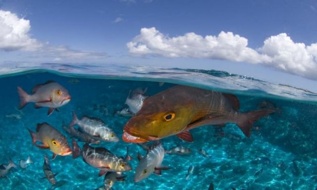 تعرف بالصور على ”جزيرة ألدابارا” المرجانية الأكثر جمالاً فى العالم