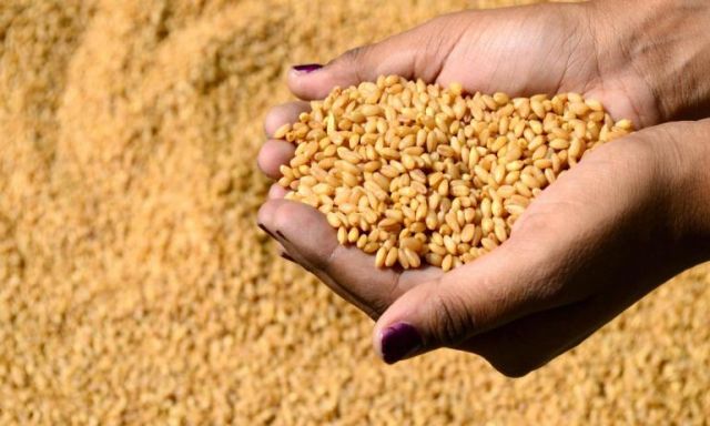 السلع التموينية تعلن عن مناقصة لاستيراد القمح غدا