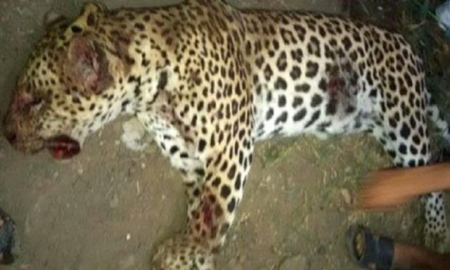 أمن الجيزة يقتل ”نمر” أكل رقبة طفلة فى العياط