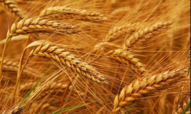 ضوابط جديدة بالزراعة والتموين لاستلام القمح المحلي من المزارعين