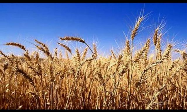 وزارة التموين: مخزون القمح يكفى 5 أشهر مقبلة