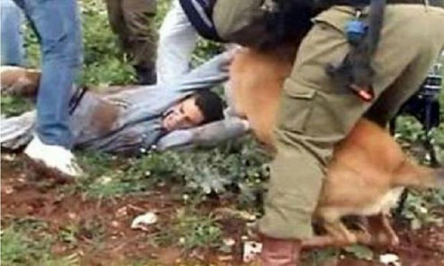 مقتل شاب فلسطيني وإعتقال 7 آخرين في مداهمات للجيش اسرائيلي شمال القدس والضفة الغربية