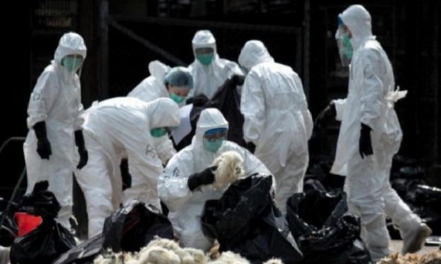 إعدام أكثر من 30 مليون طائر بسبب الأنفلونزا بكوريا الجنوبية
