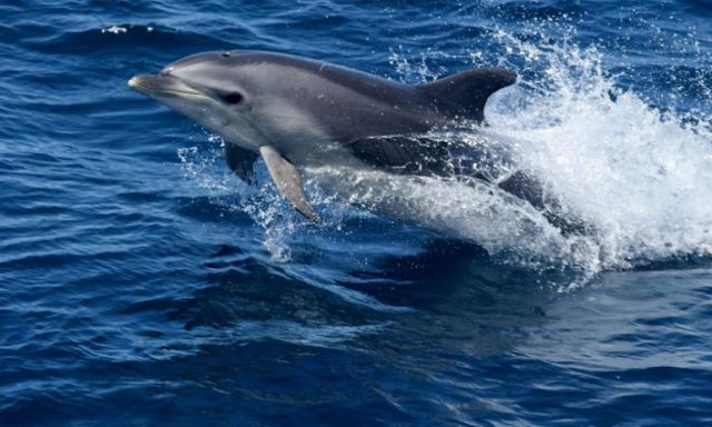ظهور أعداد كبيرة من الدلافين  بالقرب من شواطئ الغردقة