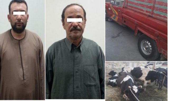 بالصور ... سقوط عصابة  سرقة  رؤوس الماشية  من أحد المواطنين بمركز أجا  فى الدقهلية