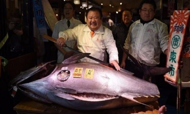 بيع سمكة 212 كيلو بـ 74 مليون ين في اليابان
