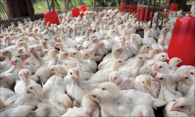 الزراعة تنفى انتشار بؤر لأنفلونزا الطيور بالوادي الجديد