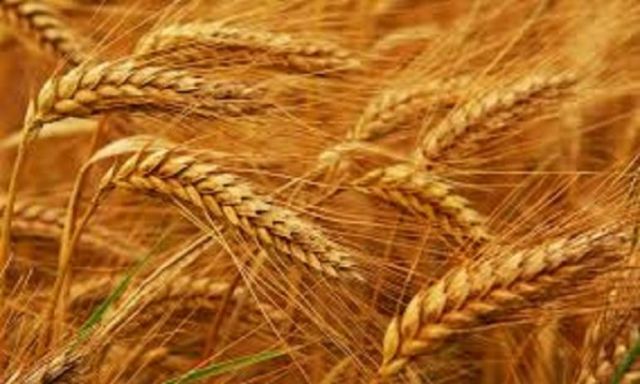 الزراعة تطلق حملة لتدقيق مساحات القمح بالاستشعار عن بعد