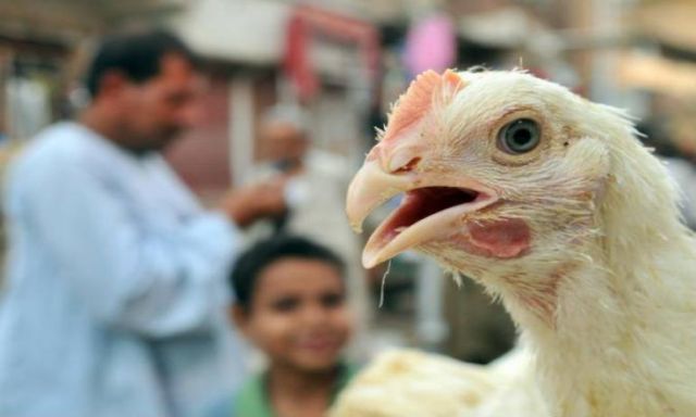 عودة شبح أنفلونزا الطيور..الطب البيطري فى بنى سويف يعدم 32 ألف دجاجة مصابة بالفيروس