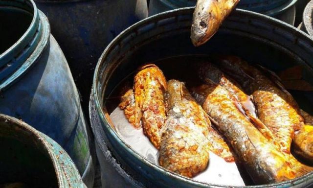 بالصور.. ضبط نصف طن من أسماك الفسيخ غير صالحة للاستهلاك الادمي بدمياط