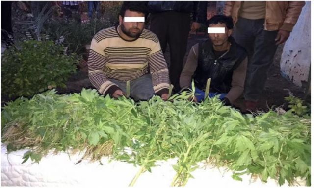 بالصورة .. ضبط شخصين لقيامهما بزراعة 1500 شجيرة من نبات القنب المخدر بالشرقية