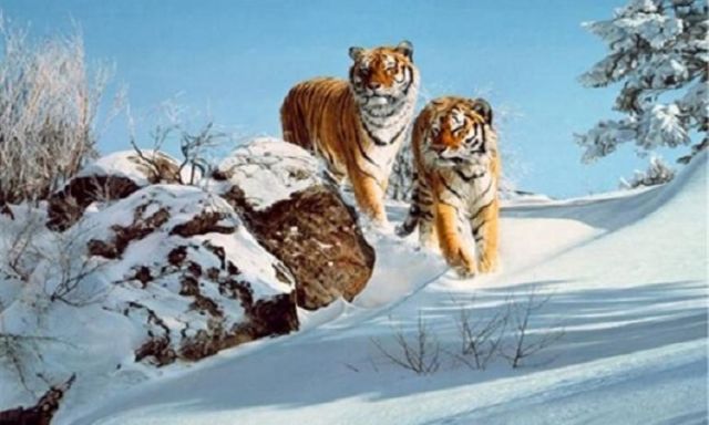 بالفيديو.. الشرطة الصينية تنجح فى اصطياد عائلة من النمور الثلج البرية