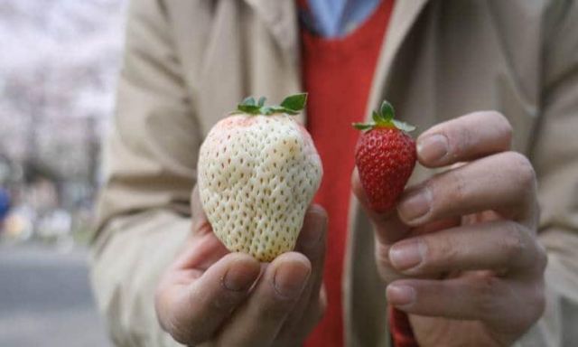 اختراع فراولة بيضاء اللون في اليابان
