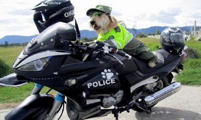 كولومبيا توافق علي انضمام كلب لقسم الشرطة