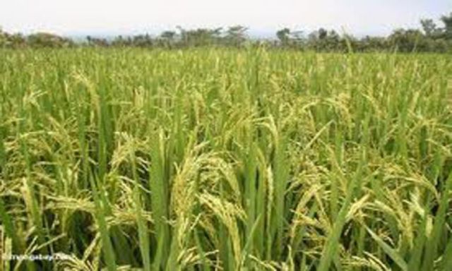 قرار رفع سعر توريد الأرز يثير أزمة كبيرة بين وزارة الزراعة والفلاحين بعد رفض التجار شراء المحصول