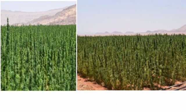 إبادة 9 أفدنة منزرعة بنبات البانجو وضبط 2,5 طن مخدر بجنوب سيناء