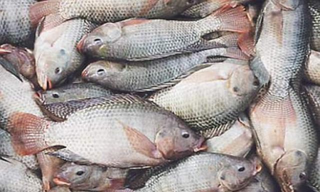 ثبات أسعار الأسماك بالأسواق اليوم