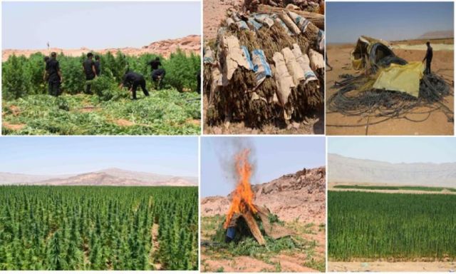 بالصور .. إبادة أكثر من 8 أفدنة منزرعة بنبات القنب المخدر ونصف طن بانجو بجنوب سيناء