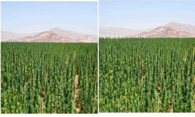 بالصور .. إبادة أكثر من 2 فدان منزرعة بنبات البانجو المخدر بجنوب سيناء