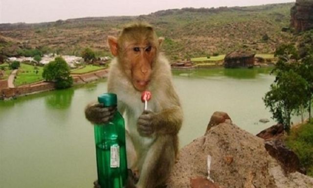 تعرف بالفيديو على القرد اللص الذى يسرق الزوار في تايلاند