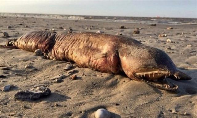 حيوان غريب يظهر علي إحدي شواطئ ولاية تكساس