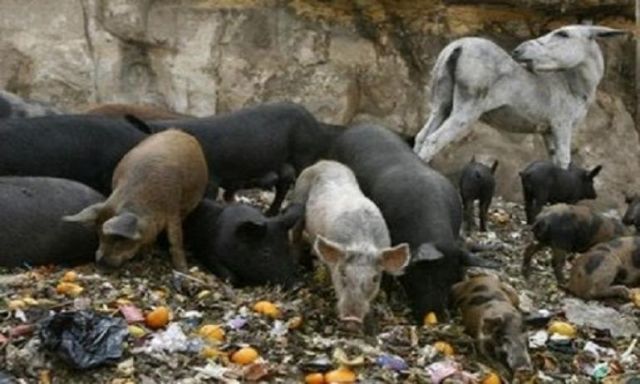 ”الطب البيطري” يضبط مزرعة لبيع الخنازير داخل هذه القرية