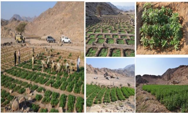 شاهد بالصور .. إبادة 11 فدان منزرعة بالنباتات المخدرة بأبو رديس فى جنوب سيناء