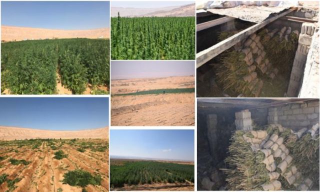 بالصور ..  إبادة 56 فدان منزرعة نباتات مخدرة وضبط 36 طن بانجو فى حملات بجنوب سيناء