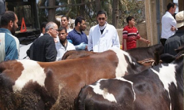 ”بيطري دمياط”:تحصين 51203 رأس من الماشية ضد الحمي القلاعية
