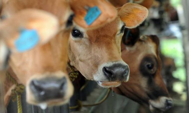 الزراعة توافق على طرح أدوية بيطرية تصيب الماشية بالأمراض