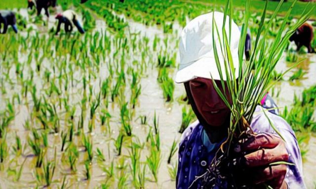 الحكومة تقرر تخفيض المساحة المنزرعة بمحصول الأرز الموسم المقبل