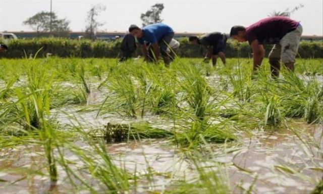 الزراعة: وفرنا تقاوى الأرز الأكثر تحملا  لـ” نقص المياه”