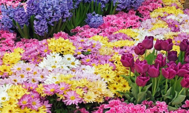 غدا..وزير الزراعة يفتتح معرض زهور الربيع