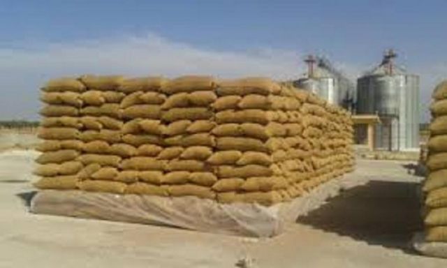 المنيا: توريد 317 ألف طن قمح منذ بدء موسم الحصاد