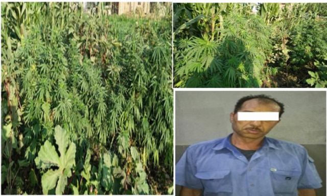 بالصورة .. ضبط أحد الأشخاص لقيامه بزارعة نبات البانجو المخدر وبحوزته 97 شجرة