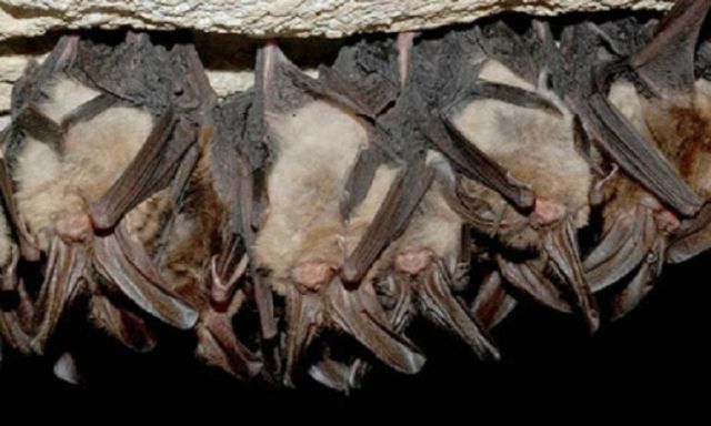 حملات موسعة بالوادي الجديد للقضاء علي أوكار ”الخفافيش”