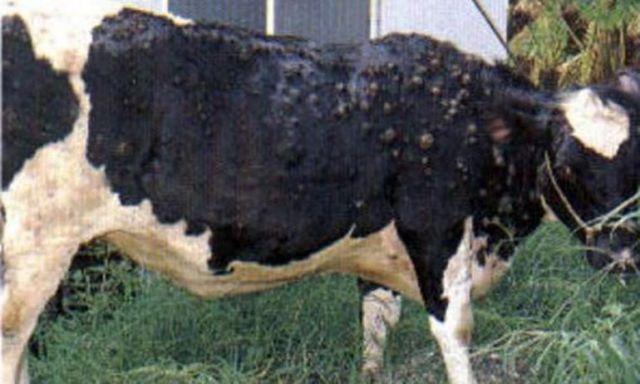 ”الزراعة” تكشف عن طرق حماية الماشية من مرض الجلد العقدى