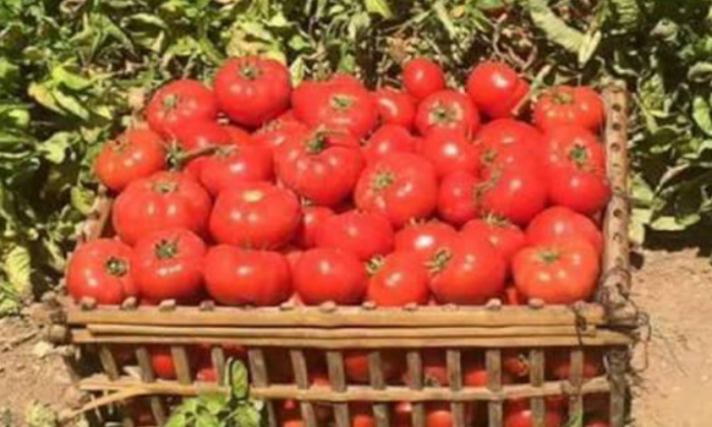 الزراعة تعلن سبب ارتفاع أسعار الطماطم