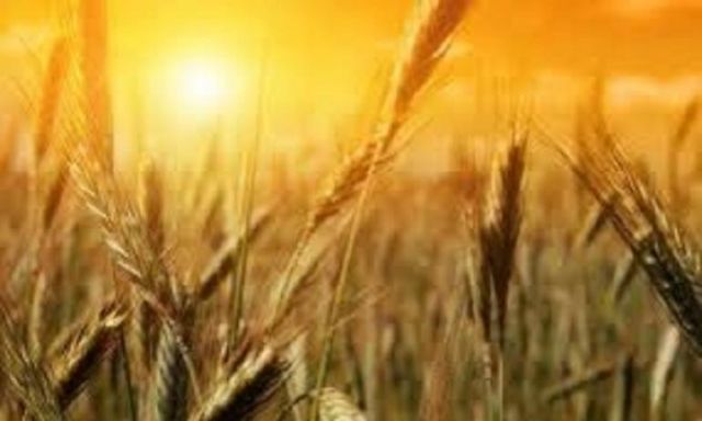 كازاخستان تقرر استئناف عودة تصدير القمح إلى مصر